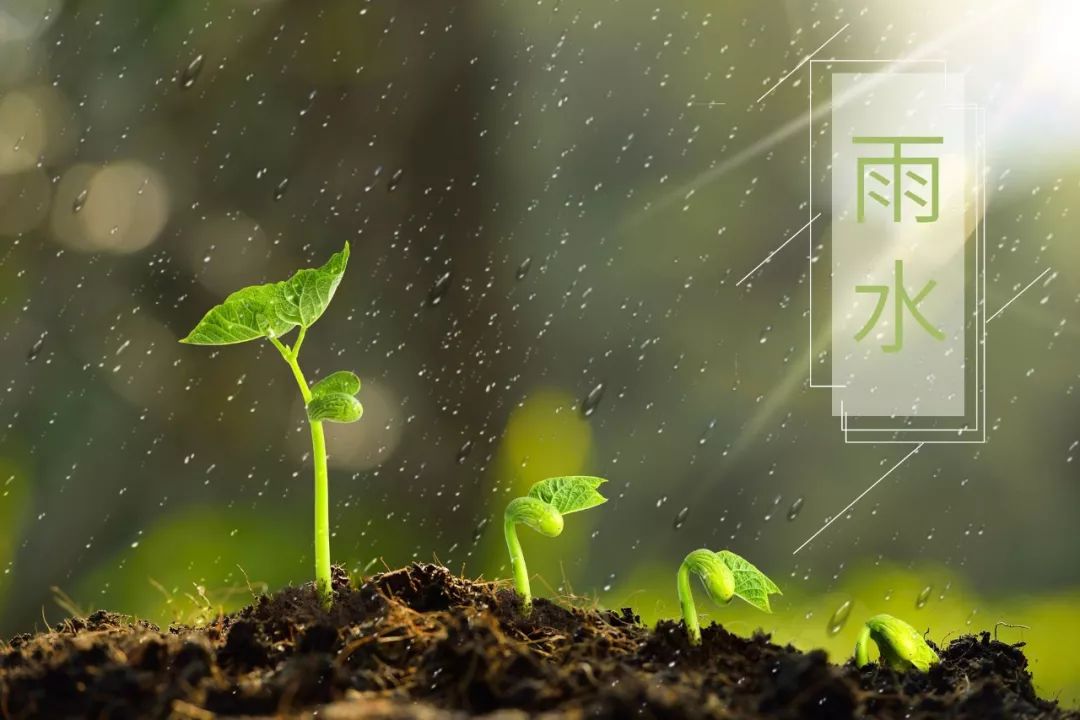 春雨的诗句有哪些（描写春雨的句子诗句）