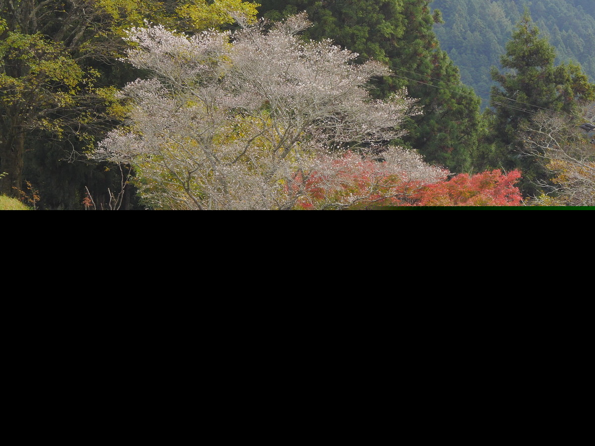 野望杜甫原文（野望杜甫翻译和赏析）