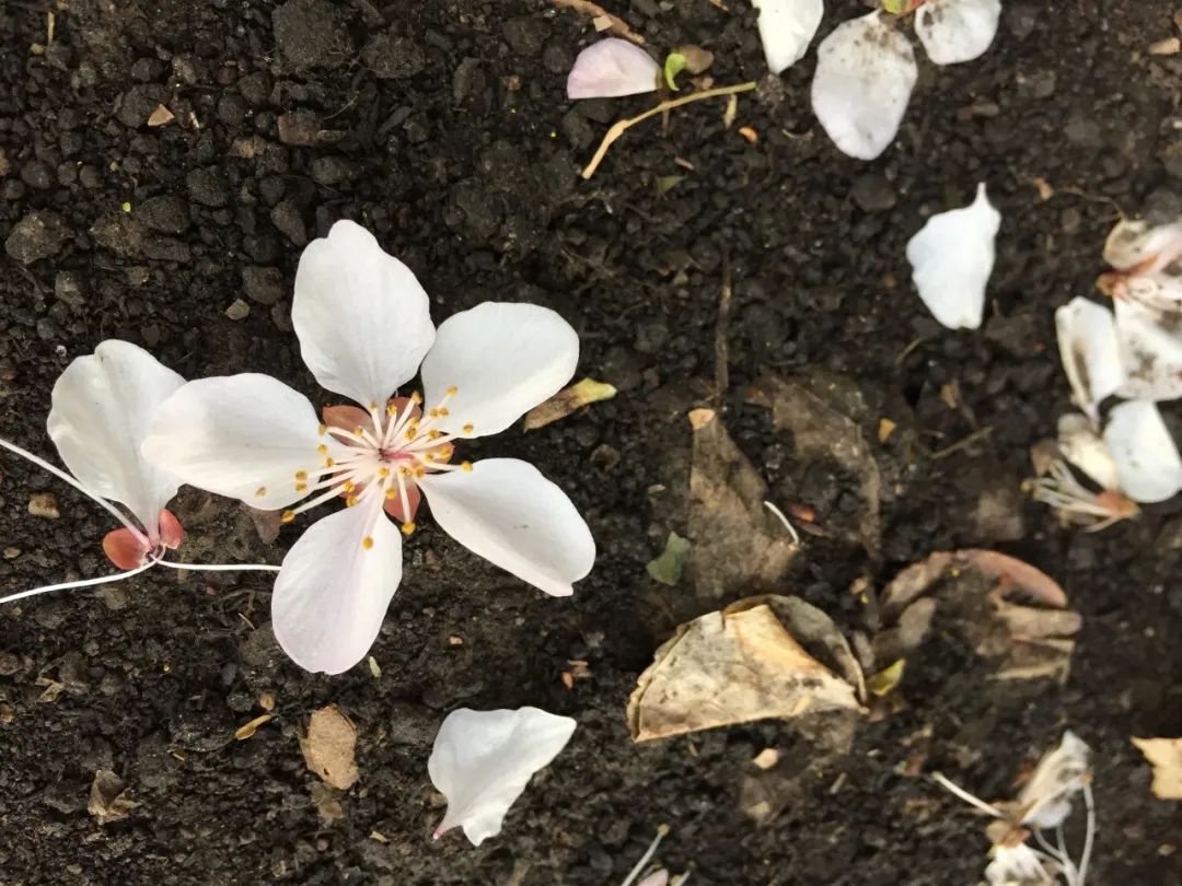 形容花朵绽放的美句（花开绽放的唯美句子）