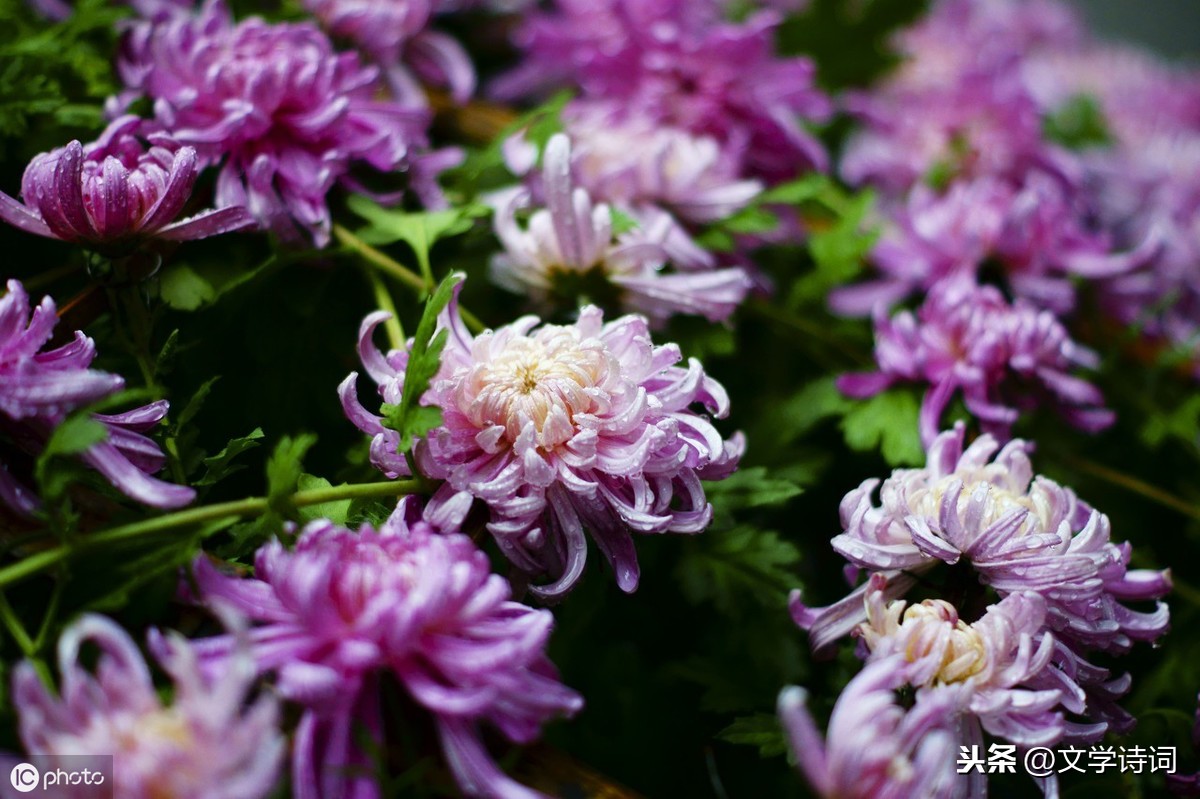 菊花古诗元稹诗意（菊花古诗译文赏析）
