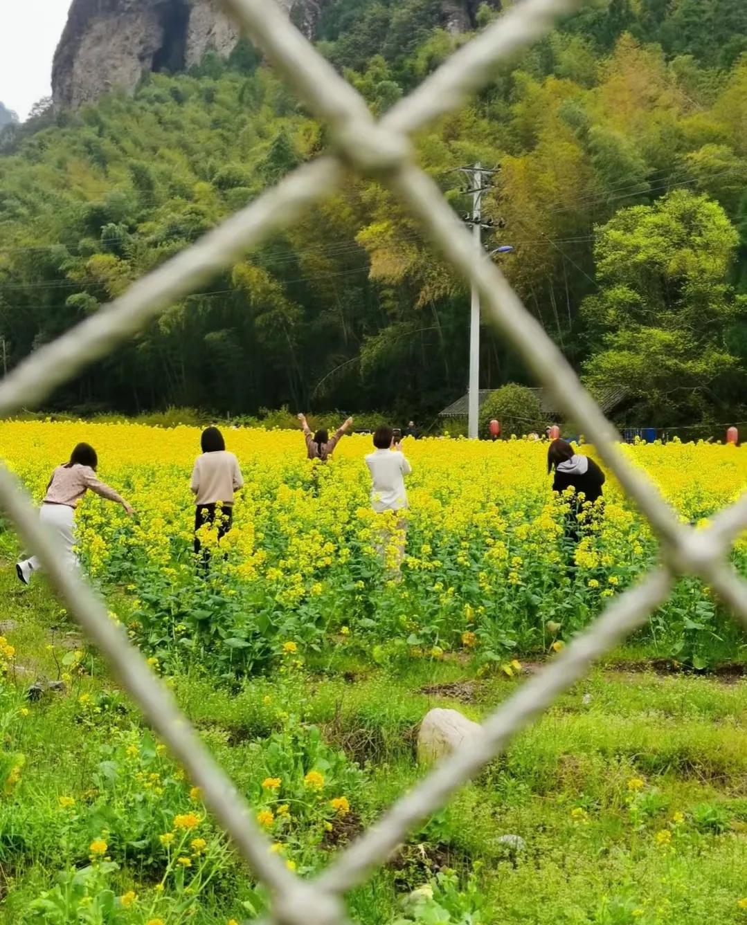 油菜花的诗句古诗词（油菜花经典诗句大全）
