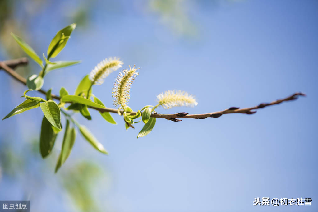 癫狂柳絮随风舞全文（国学经典杜甫漫兴）