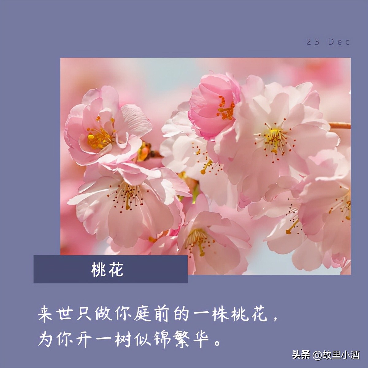 花的句子唯美短句（欣赏花的优美句子）