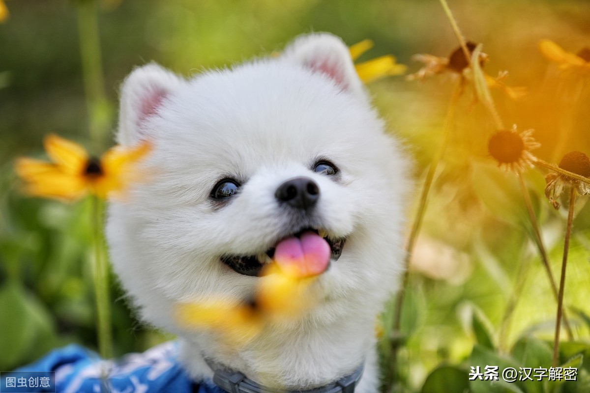 狗开头的成语有哪些（狗字开头的四字成语大全集）