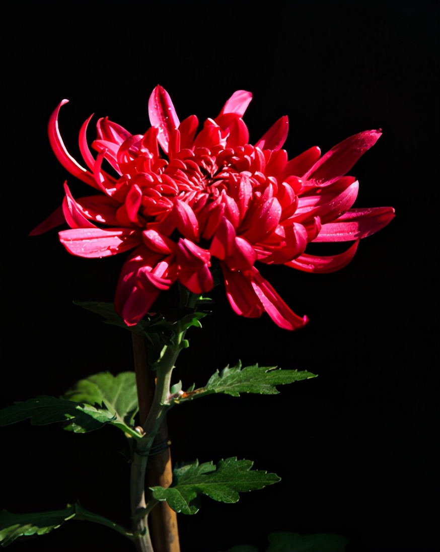写菊花的诗句有哪些（描写菊花的诗词欣赏）