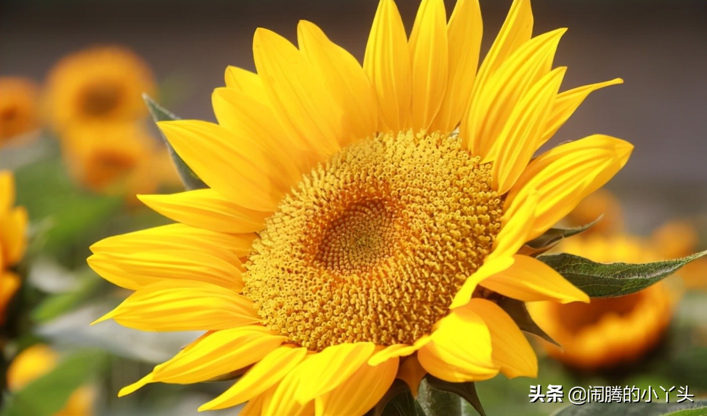 向日葵花语经典超短句（向日葵的浪漫情话）
