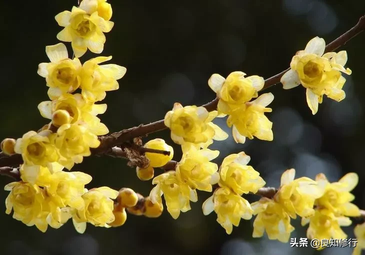 梅花诗意全解（最经典的梅花诗欣赏）