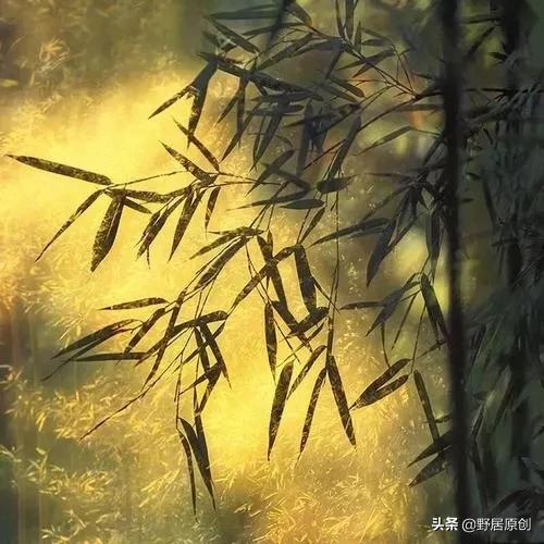 抒情的散文精选（人生感悟的抒情散文）