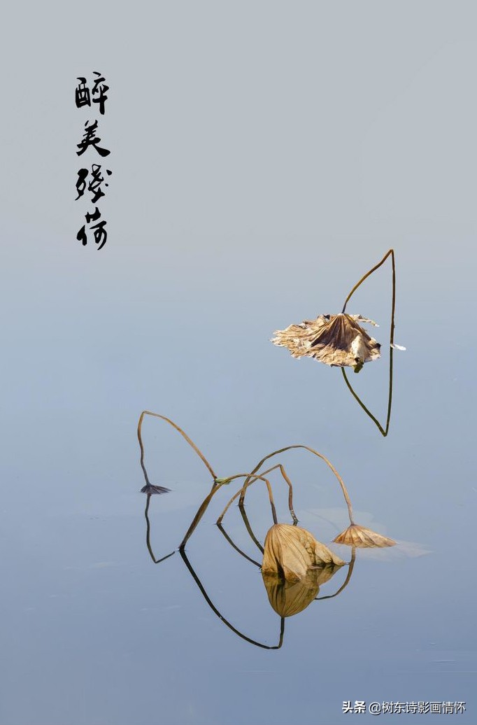 若耶溪傍采莲女（原文赏析及翻译）