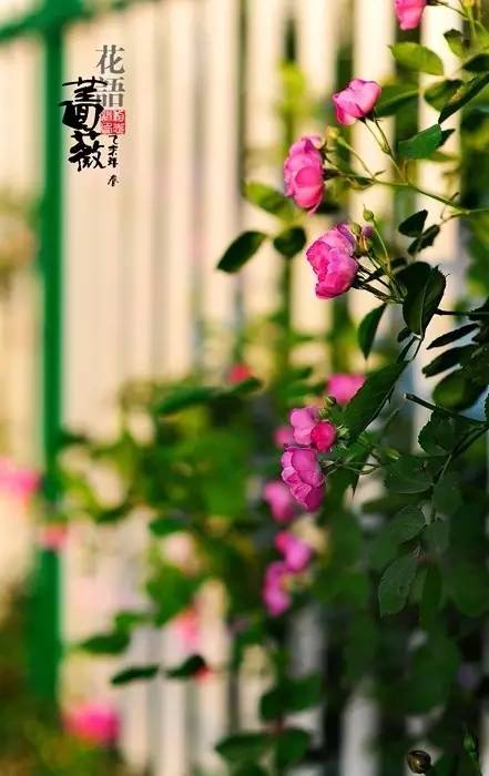 余光中的诗有哪些（余光中最著名的八首诗）