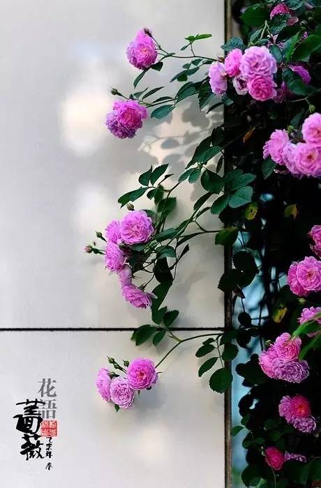 关于余光中诗歌有哪些（余光中最著名的九首诗）
