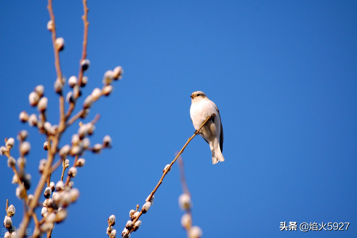 春天的比喻句优美句子（描写春天的美景短句）