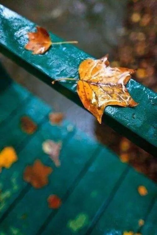 摊破浣溪沙李清照（浣溪沙李清照赏析）