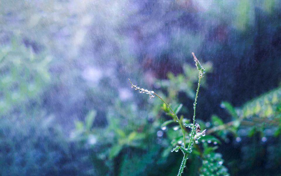 雨开头的诗句有哪些（关于雨的唯美句子简短）