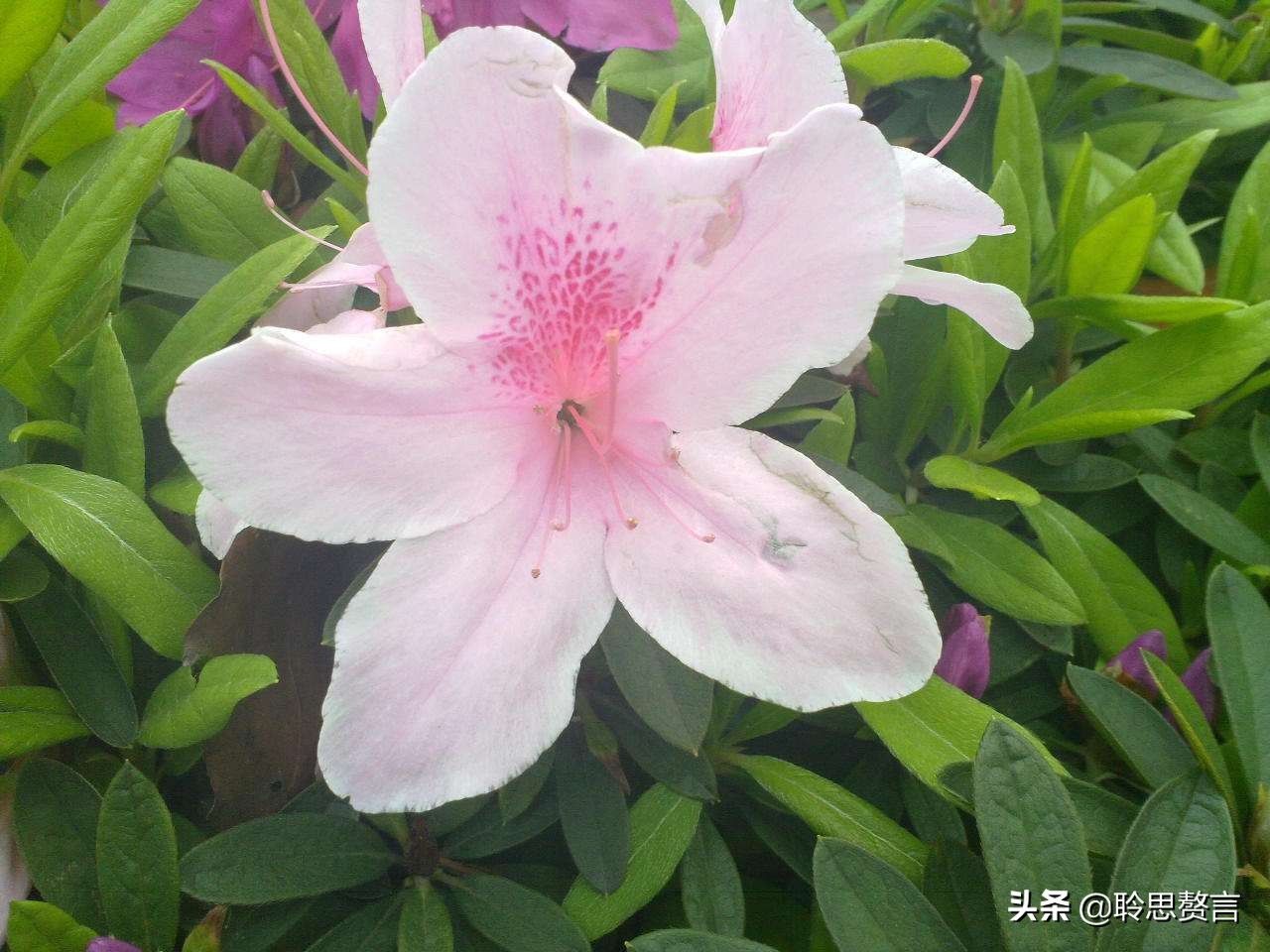 写杜鹃的诗句有哪些（赞美杜鹃的诗句古诗鉴赏）