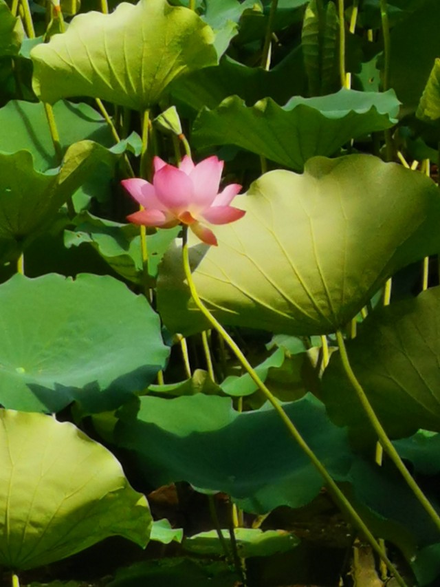 涉江采芙蓉原文及翻译（涉江采芙蓉汉乐府）