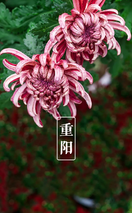 描写重阳节的诗句有哪些（赞美重阳节的诗句现代）