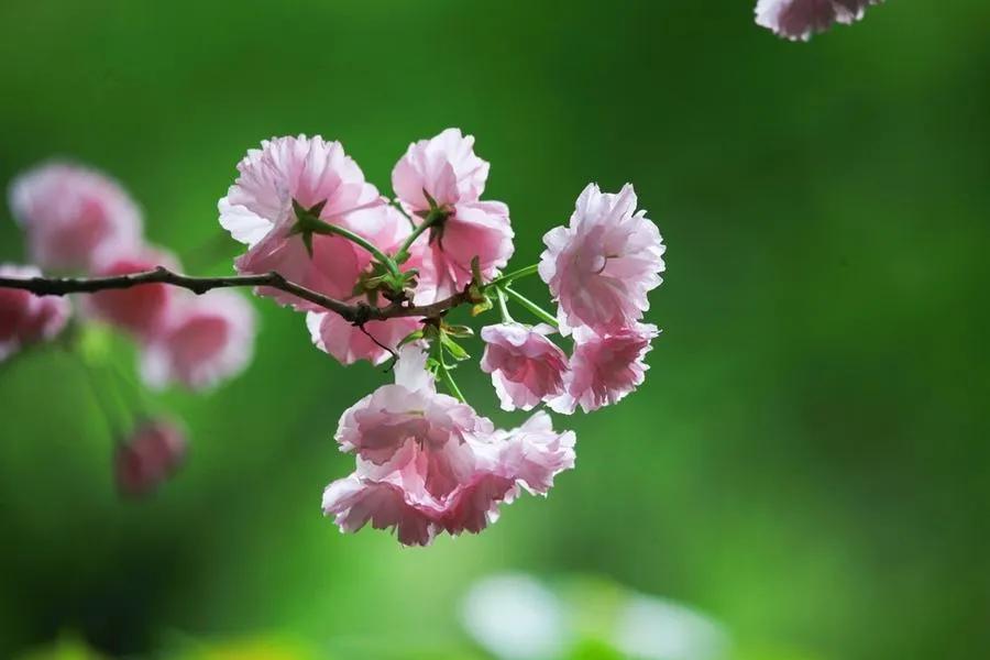 春天万物复苏的句子（赞美春天的优美短句）