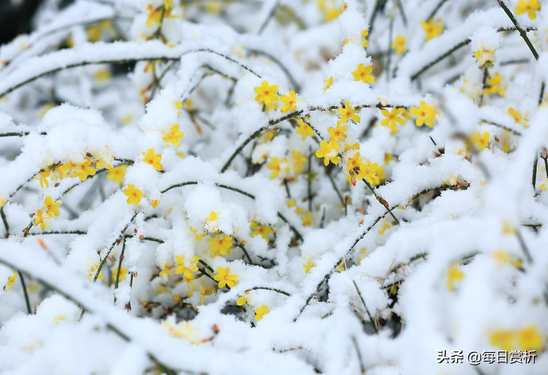 形容三月下雪的句子（三月下雪的心情感慨）