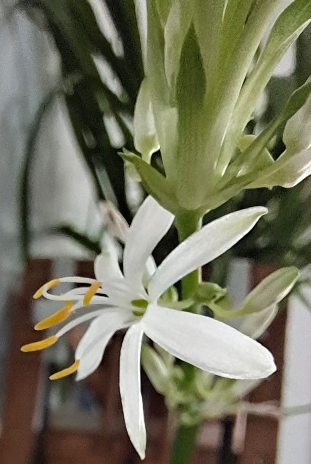 张九龄感遇赏析（张九龄最经典的诗欣赏）
