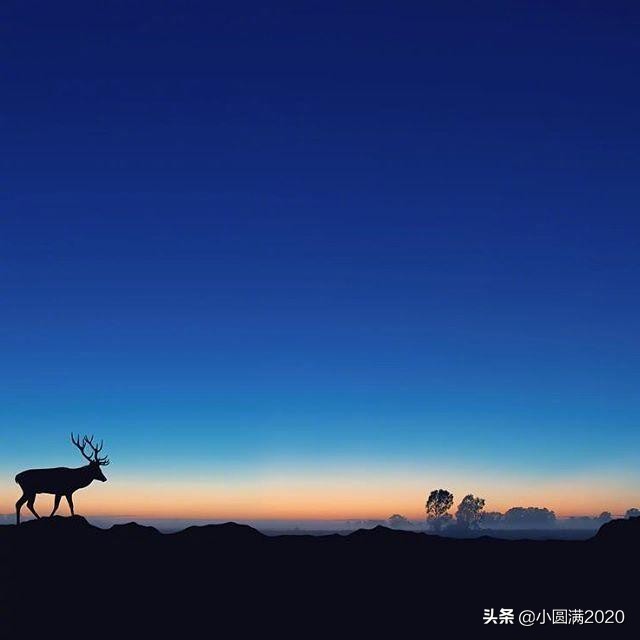 关于鹿的诗句唯美（赞美梅花鹿的诗句）