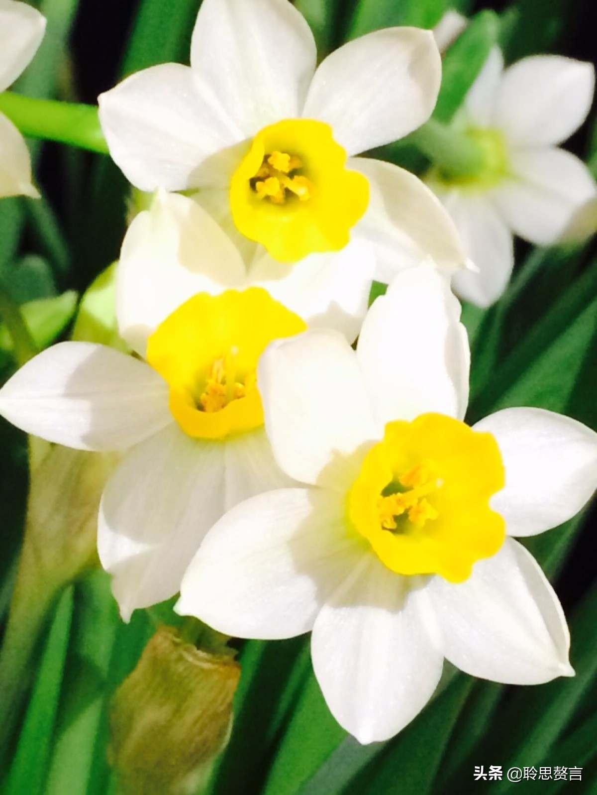 水仙花的诗歌有什么（描写水仙花的古诗）