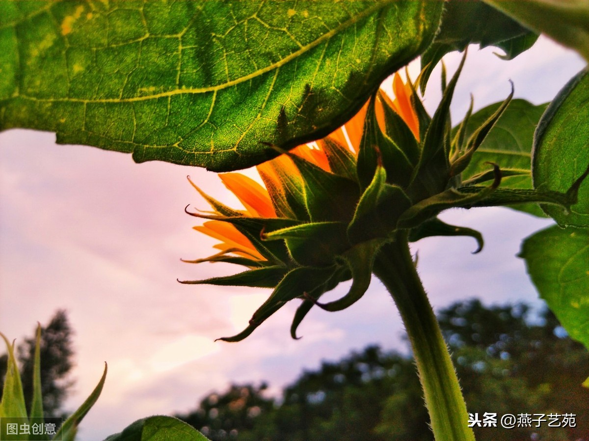 小暑诗句古诗大全（关于描写小暑的诗句）