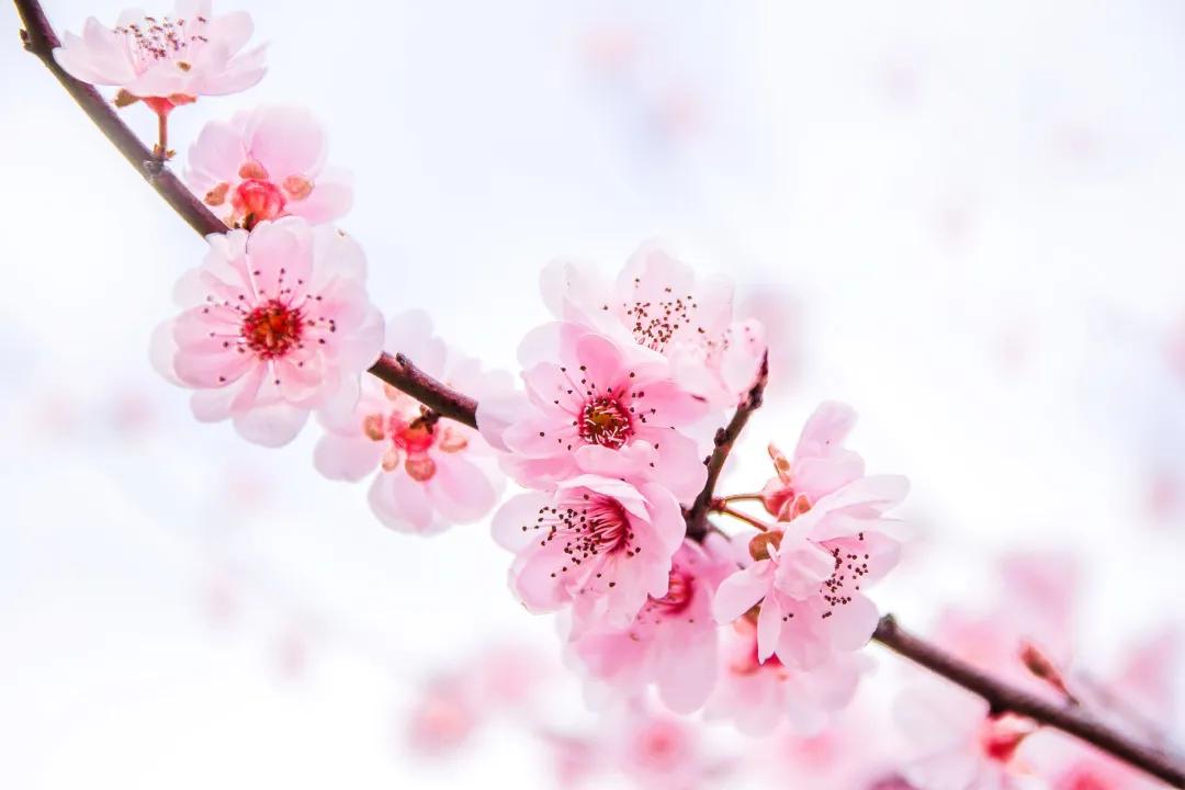 形容勇敢的成语（描写勇敢的词语鉴赏）