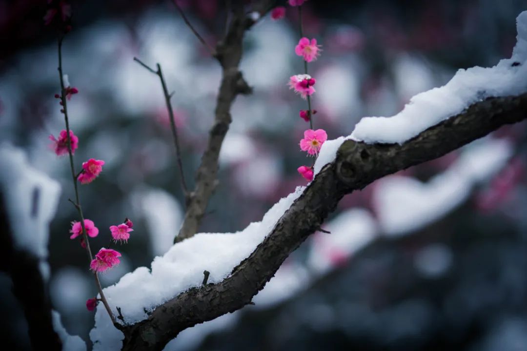 描写冬天的段落美文（描写雪景的优美散文）