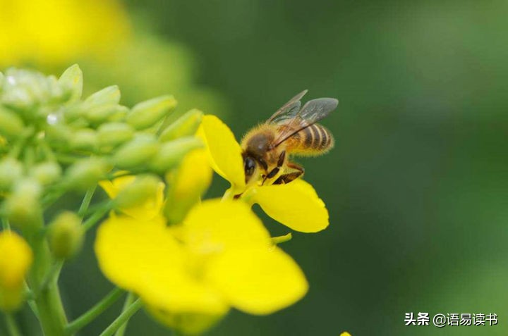 蜂的古诗意思是什么（蜂罗隐古诗赏析）