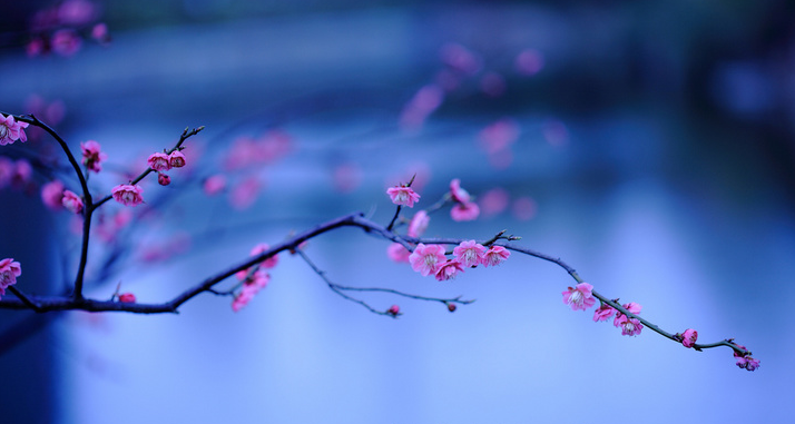 关于梅花古诗有哪些（描写春天梅花的诗句）