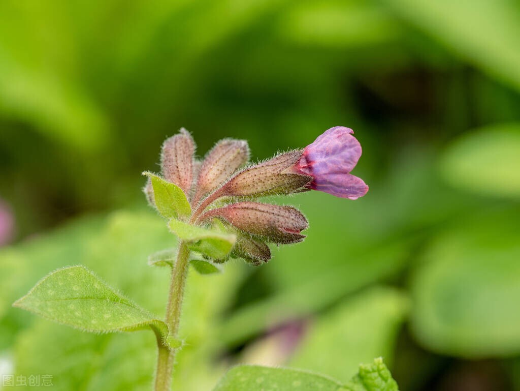 描写春天的唯美短句（表达春天美好的句子）