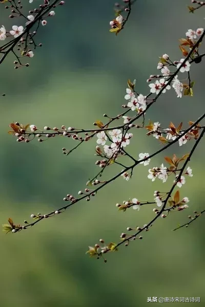 写梅花的诗句古诗（赞美梅花的诗句赏析）