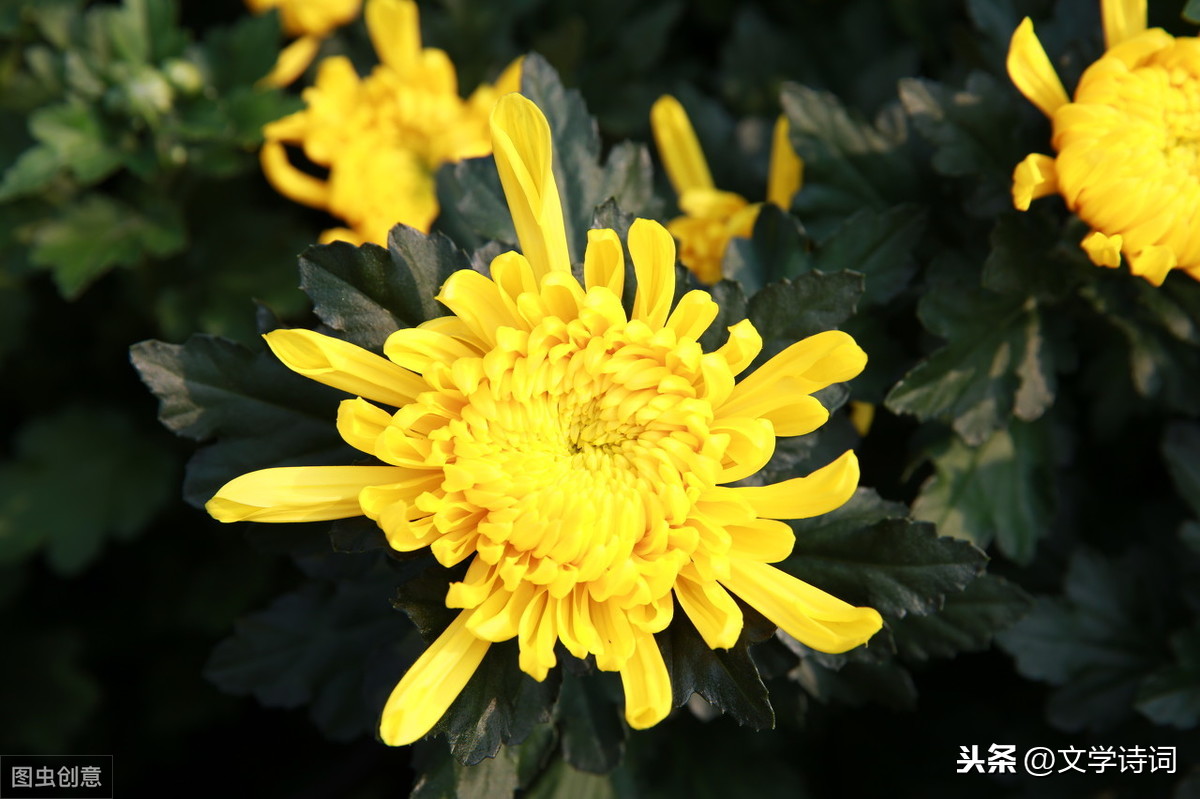 菊花古诗元稹诗意（菊花古诗译文赏析）