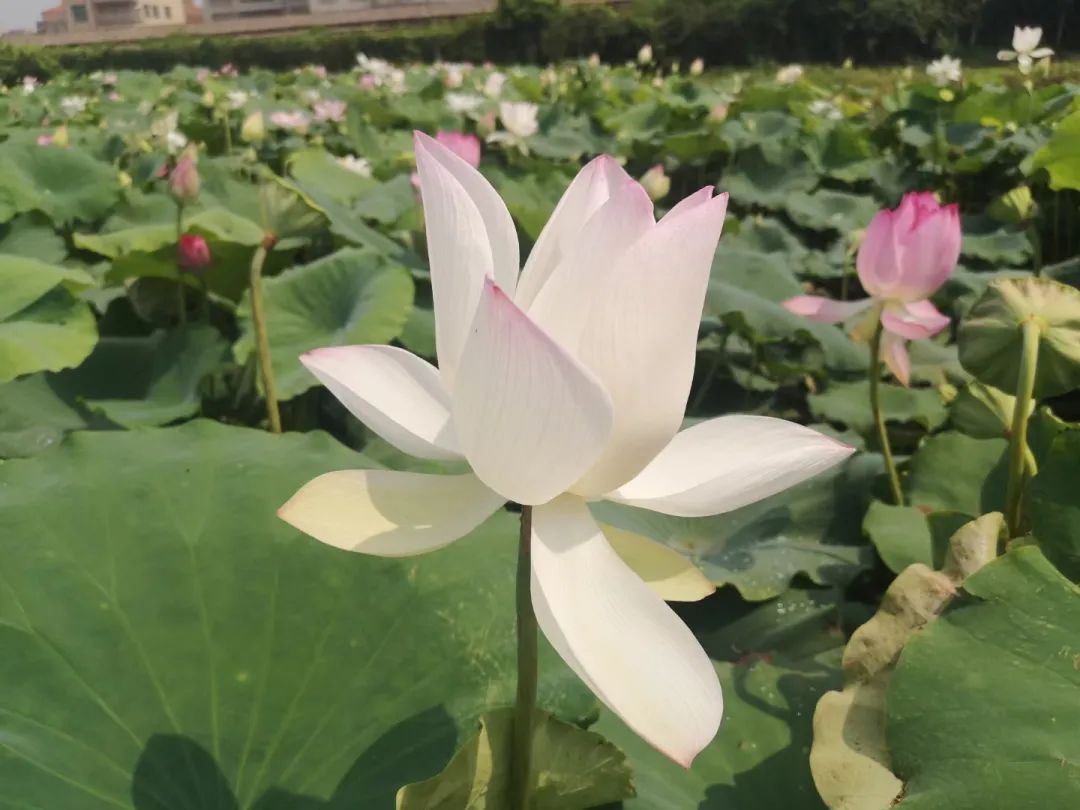 周记300字左右（真实日常周记4篇）