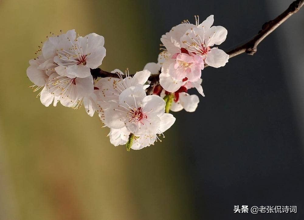 孤芳自赏的诗句（孤芳自赏淡泊名利的诗句）