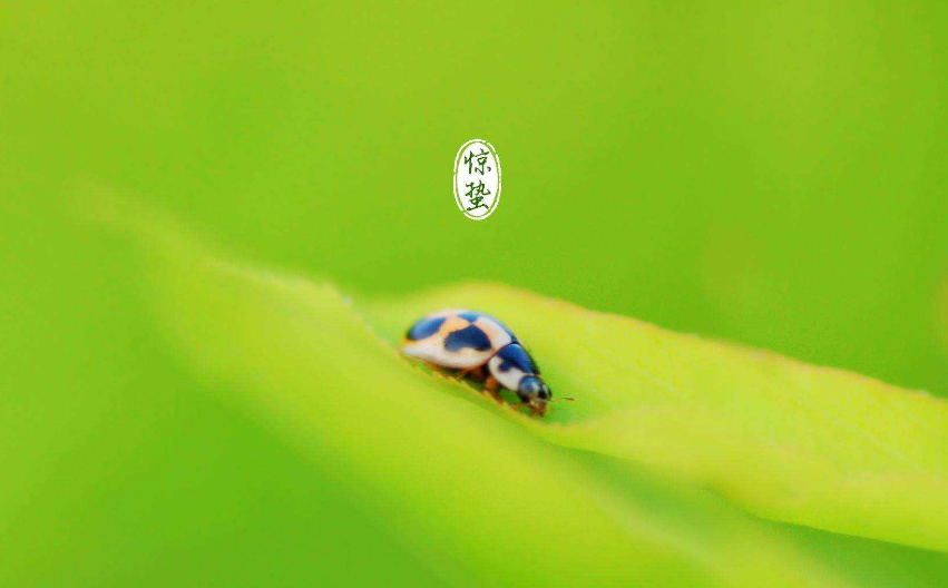描写二十四节气的古诗（与二十四节气有关的诗歌分享）