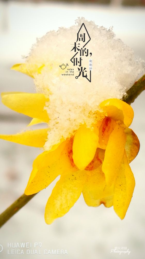 国殇原文及翻译赏析（国殇屈原翻译及赏析）