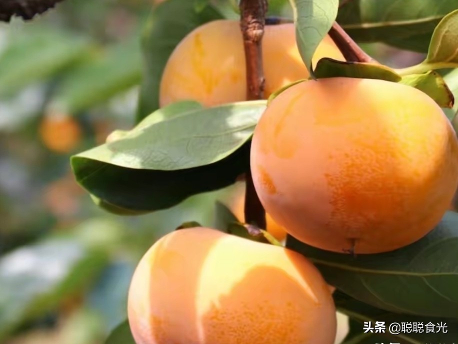 水果寓意好的有哪些（旺生意的水果店名字）