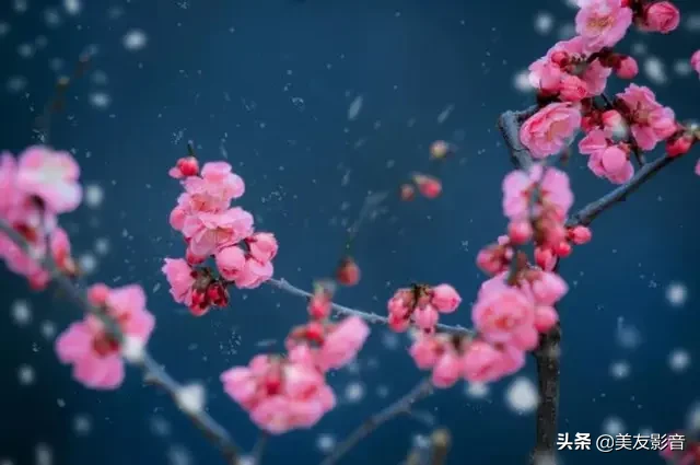咏梅诗词精选赏析（著名梅花诗词赏析）
