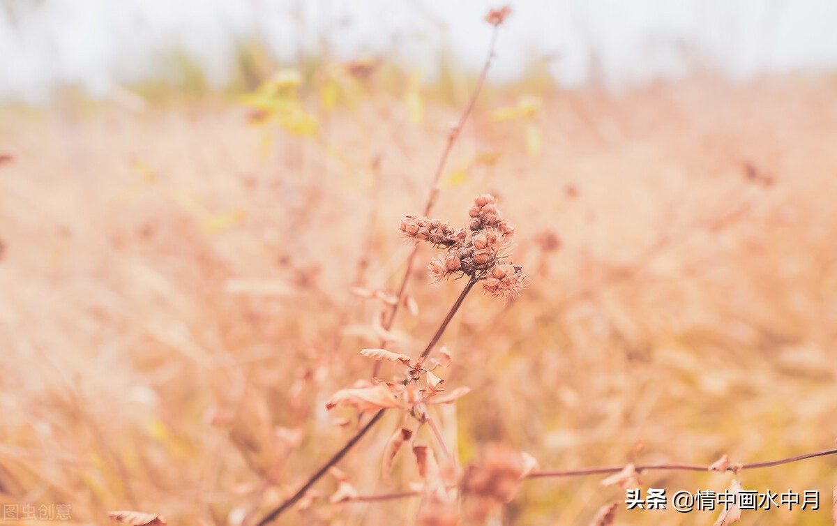 每天美好心情短语（美好一天的心情句子）