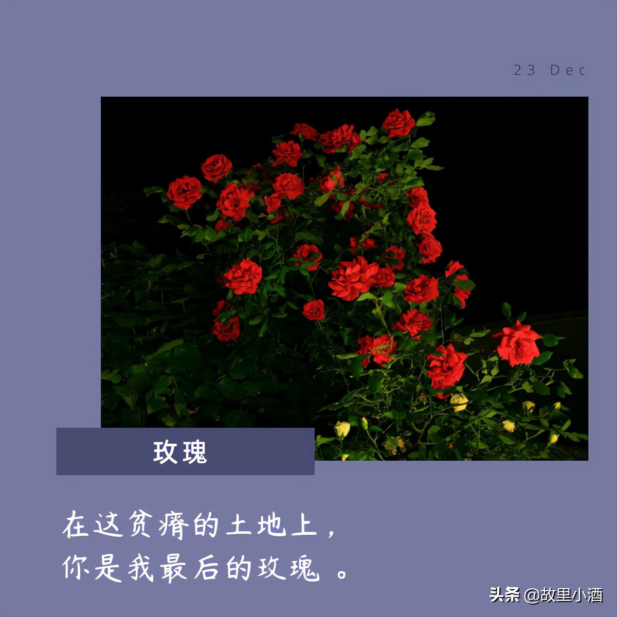 花的句子唯美短句（欣赏花的优美句子）