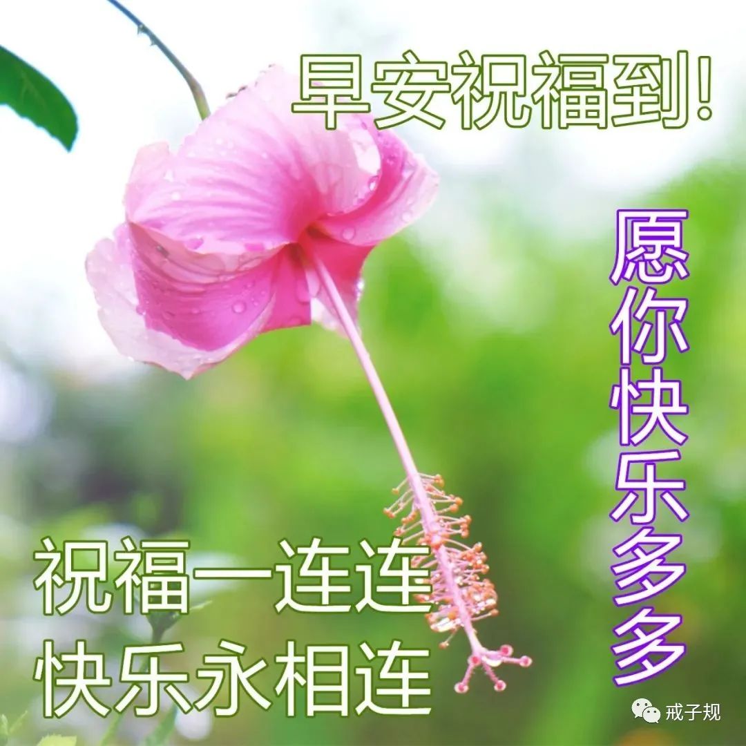 早上好的句子短句唯美（积极向上阳光励志短语）