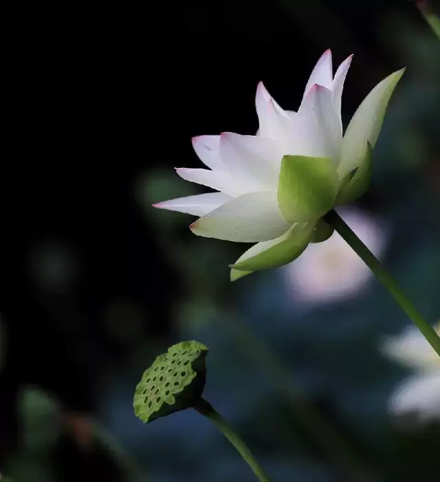 描写夏至的唯美诗句（关于夏至的优美诗句欣赏）
