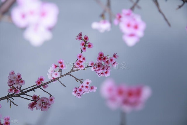 形容桃花的唯美句子（朋友圈晒花的唯美句子）