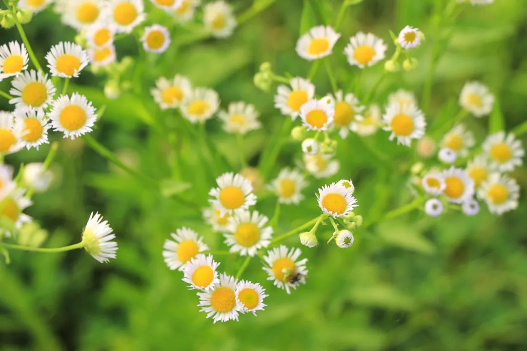 春分节气古诗欣赏（赞美春分的古诗赏析）