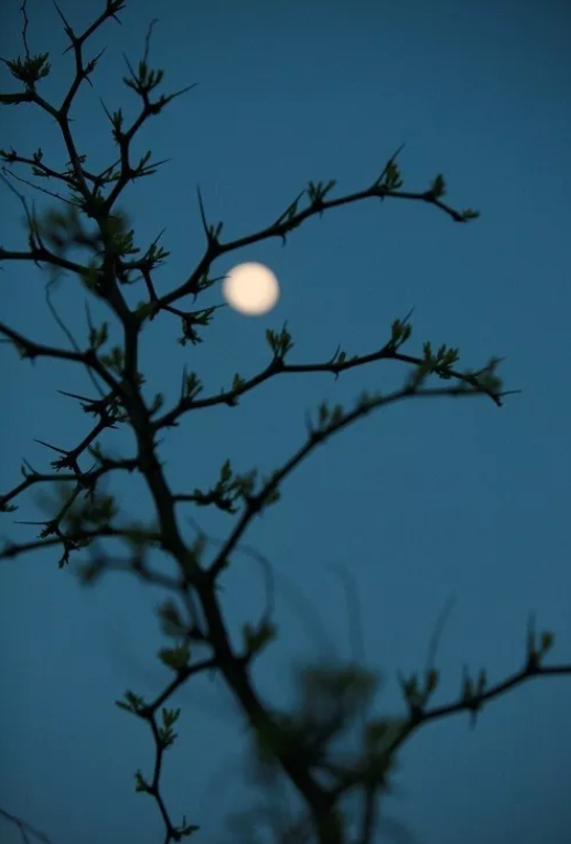 写月亮的诗句古诗（描写月亮的唯美诗句）
