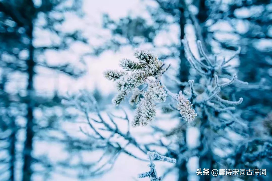 咏雪的名句有哪些（赞美雪景的诗句分享）