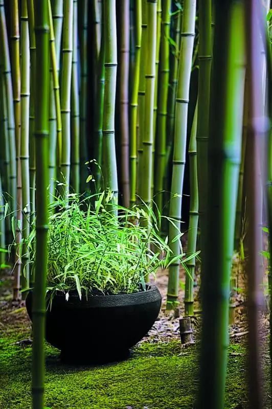 半山听雨古诗词（竹林听雨唯美句子赏析）