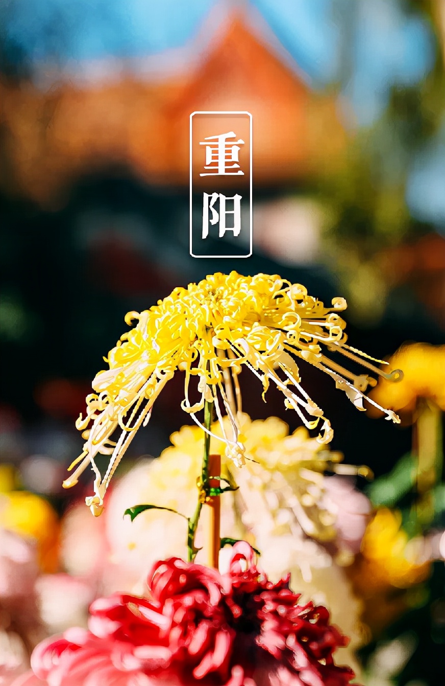 重阳节诗句有哪些（重阳节尊老敬老的名言佳句）